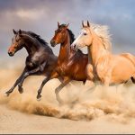 پازل 1000 تکه ریکوردی طرح HORSE IN THE DESSERT