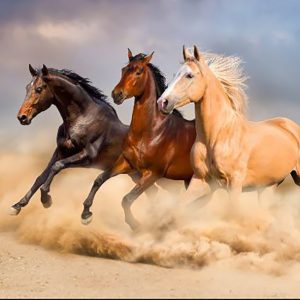 پازل 1000 تکه ریکوردی طرح HORSE IN THE DESSERT