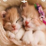 مینی پازل 166عددی برند گلکسی طرح پیشی